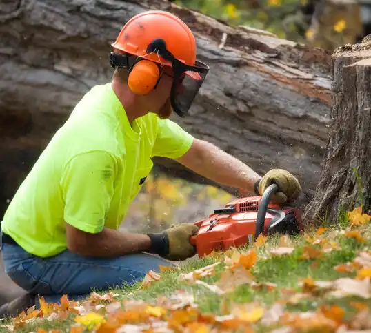 tree services Wooster